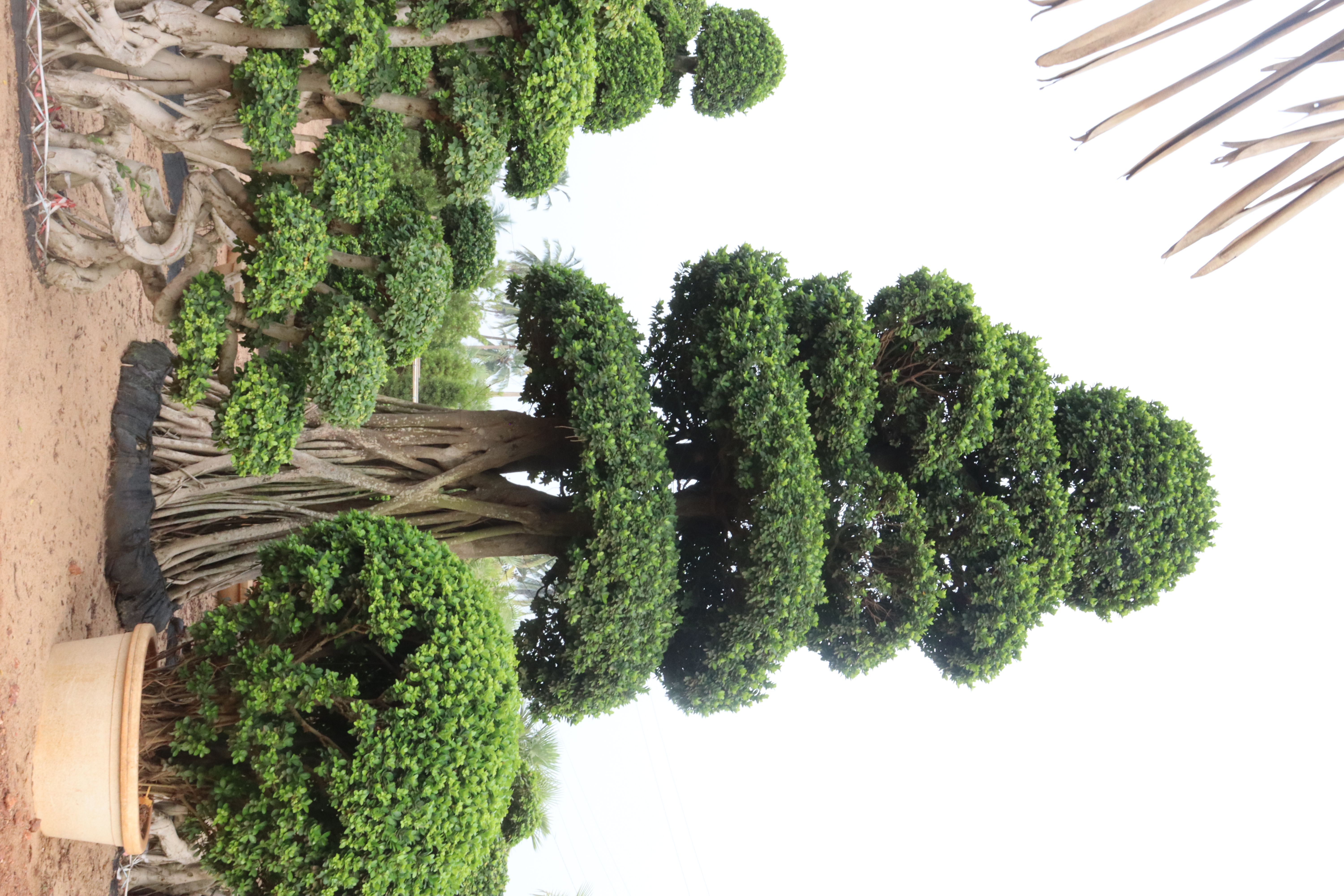 Imported Exotic Specimen Kadiyam